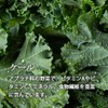 Lipsa Official T-616 Green Juice Powder