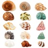 15PCS Hermit Crab Shells | Natural Sea Conch Size 1.6"-3.2"