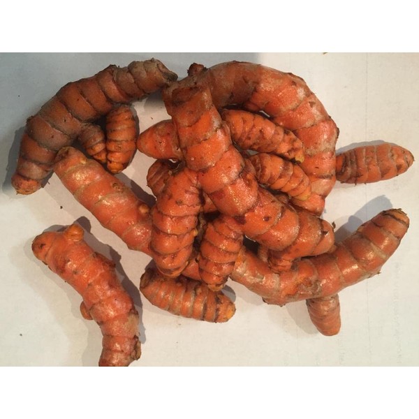 Fresh Organic Turmeric Root - 1 Lb Whole Raw Root by Fijian Spice Company