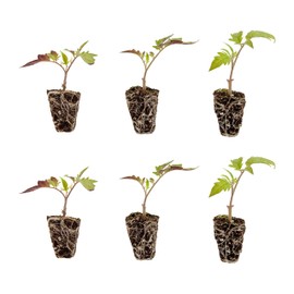 Bonnie Plants Bonnie Original Tomato Live Vegetable Plants - 4 Pack, Disease Resistant, 6 - 8 Oz. Fruit Size, Great for Slicing