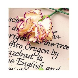 Staedtler Pigment Liner 308 Black Marker – 1.0 mm