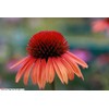 Daylily Nursery 3 Big Sky 'Sundown' Coneflower/Echinacea in 3.5 inch