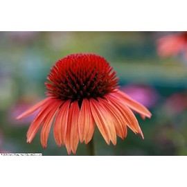 Daylily Nursery 3 Big Sky 'Sundown' Coneflower/Echinacea in 3.5 inch pots (one Plant per Pot)