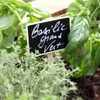 La Cordeline CJNBA2 Bag 5 plants Plaques 7 "x 5