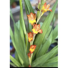 Garden State Bulb Bulb Orange Stormy Gladiolus Flower Bulbs, 12/14cm, Spring Planting. Organic .