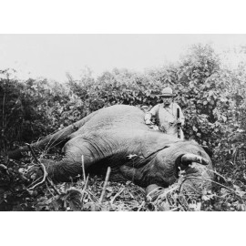 RARE President Theodore Teddy Roosevelt PHOTO elephant safari Africa 1910s