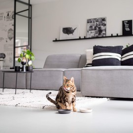 District 70 Bamboo Cat Bowl, Dark Grey