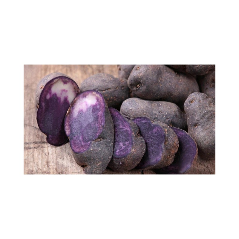 Simply Seed Blue Potato Seed 3 LB Ready To Grow