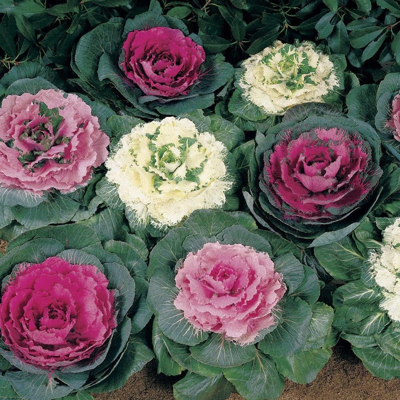 RAISE ME UP: Seeds Flowering Kale Mix Large Leaf Decorative