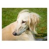 Saluki Dog Birthday Card