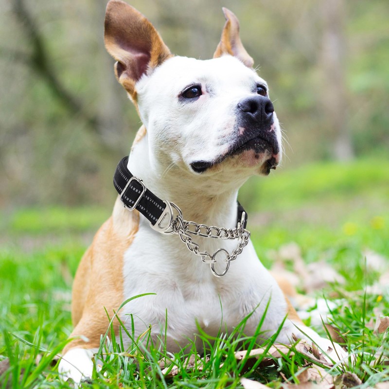 Martingale Dog Collar with Soft Padded - Reflective Choke Chain