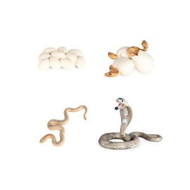 shenhailan Realistic Animal Growth Cycle Model Toy Educational Toy for Boys Girls Kids Gifts (Snake)