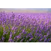 Lavender Pure Essential Oil Lavender Flower Oil Food Grade Bottle