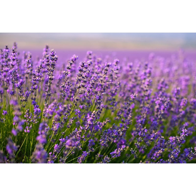 Lavender Pure Essential Oil Lavender Flower Oil Food Grade Bottle