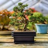 Bonsai Outlet Training Pots with Humidity Trays - Built in