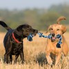 TAKMOO Juguetes para Perro, Cuerda para Masticar Perros, Cuerda Indestructible