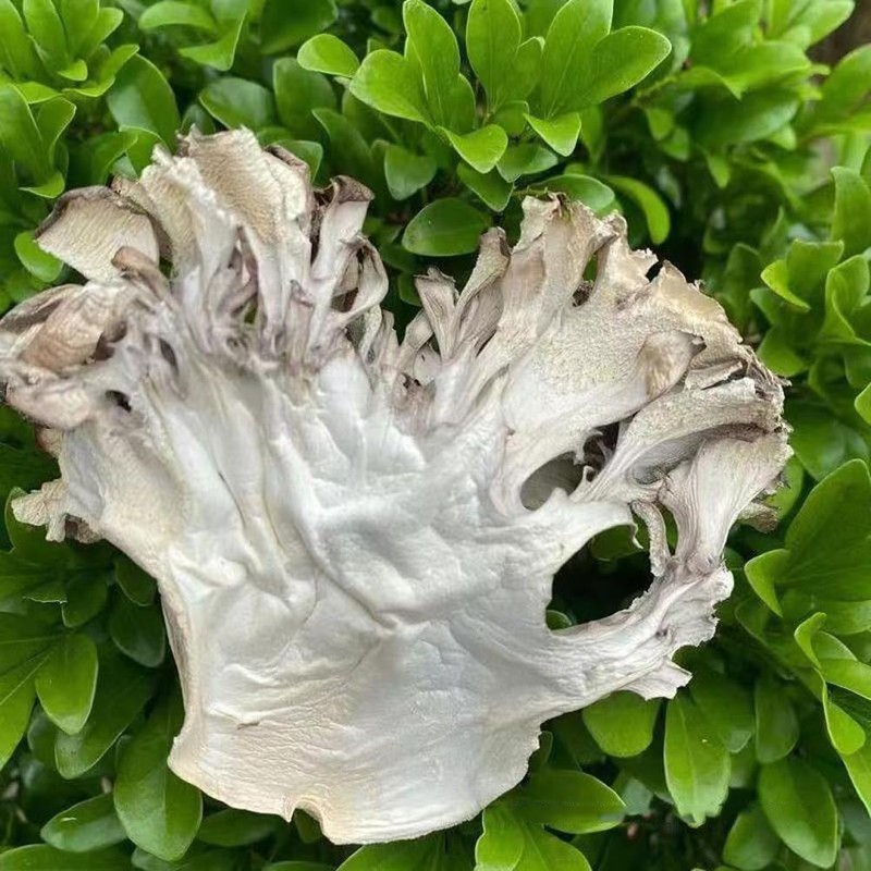 Maitake Mushroom Huishuhua (250g(8.82oz))