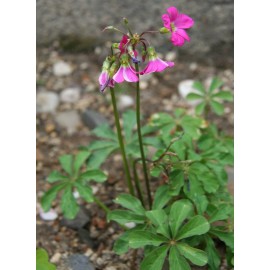 Does Not Apply Oxalis "Lasiandra" Shamrock/Wood Sorrel (Bulb/Not Plant) -  US Seller! - 4 bulbs
