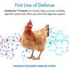 Equa Holistics HealthyGut Probiotics for Chickens & Poultry, All-Natural Digestive