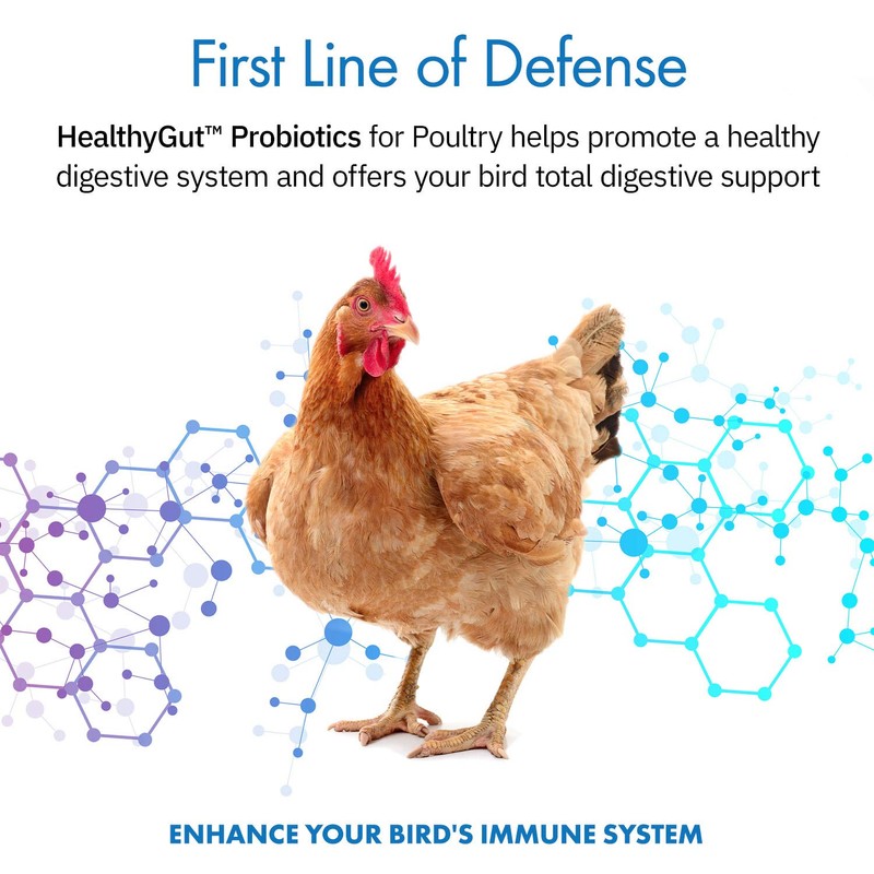 Equa Holistics HealthyGut Probiotics for Chickens & Poultry, All-Natural Digestive