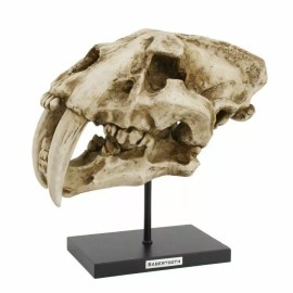 Pacific Giftware Prehistoric Animals Replica Dinosaurs Sabertooth Skeleton...