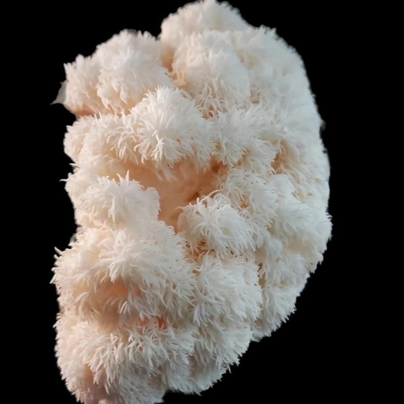 Decaf mushrooms coffee Organic Beverage