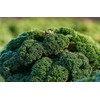 NIKA SEEDS - Vegetable Kale Cabbage Green - 150 Seeds