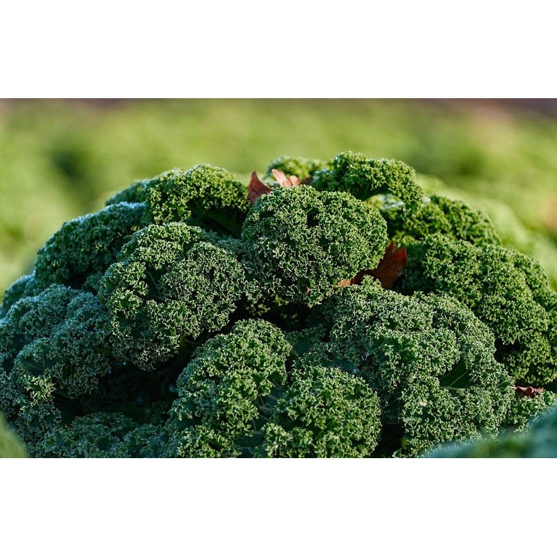 NIKA SEEDS - Vegetable Kale Cabbage Green - 150 Seeds