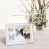 Exquisite Butterflies Insect Specimen Craft Birthday Gift Home Decor Ornament