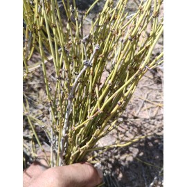 Unbranded 1 LB Fresh Picked Organic Mormon Tea Brigham Tea White Mountain Shadows Region