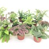 Mini Terrarium Plants (6 Plants) (2" Pots) Fairy Garden Plants