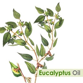 Crysalis Eucalyptus (Eucalyptus) Oil| Pure & Natural Undiluted Essential Oil Organic Standard for Skin & Hair Therapeutic Grade, Aromatherapy - 50ML with Dropper