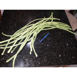 15 Organic Asian Long Bean Seeds (Green,Long Variety),Rare type.US grown.
