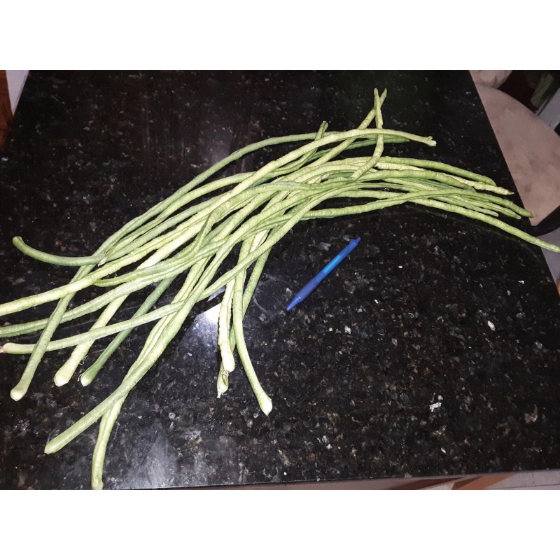 15 Organic Asian Long Bean Seeds (Green,Long Variety),Rare type.US grown.