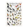 Where's Wildlife Backyard Birds of Louisiana Bird Identification Poster (20"