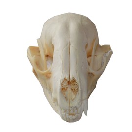 Real Raccoon Skull (Cleaned and Assembled Adult American Raccoon Skull)
