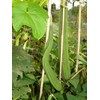 TomorrowSeeds - Bonanza Angled Luffa Gourd Seeds - 60+ Count