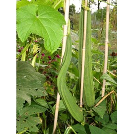 TomorrowSeeds - Bonanza Angled Luffa Gourd Seeds - 60+ Count - for 2025 Planting Ridged Angled Gourds Asian Melon Loofah Calabash Chinese Sponge Green Bitter Squash USA Grow Your Own Home Farm Patio