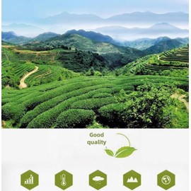 Oolong Tea 8.81oz /250g（30Bags）Phoenix Dancong （Honey Orchid Aroma）Chao Zhou Feng Huang Dan Cong Mi Lan Xiang Loose Leaf 潮州乌岽单枞茶叶 凤凰单丛 (芝兰香)