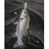 Bomber Jointed Wake Minnow Bone Flash