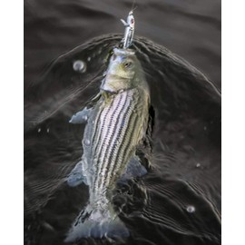 Bomber Jointed Wake Minnow Bone Flash