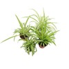 Three Assorted Spider Plants, 2.5 inch grower's Pot, Variegated Spider