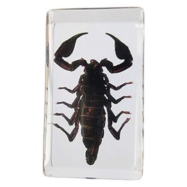 Real Giant Forest Scorpion Insect Specimens In Resin Paperweight Crafts, Animal Taxidermy Collection for Science Education & Desk Ornament (Giant Forest Scorpion)