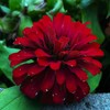 TomorrowSeeds - Meteor Burgundy Zinnia Seeds - 900+ Count -