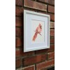 Red Cardinal. Print of an original watercolor painting. 5x7"with white