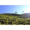 Billimalai FOP SOUTH INDIA TEA HOUSE Nilgiri Tea Leaf