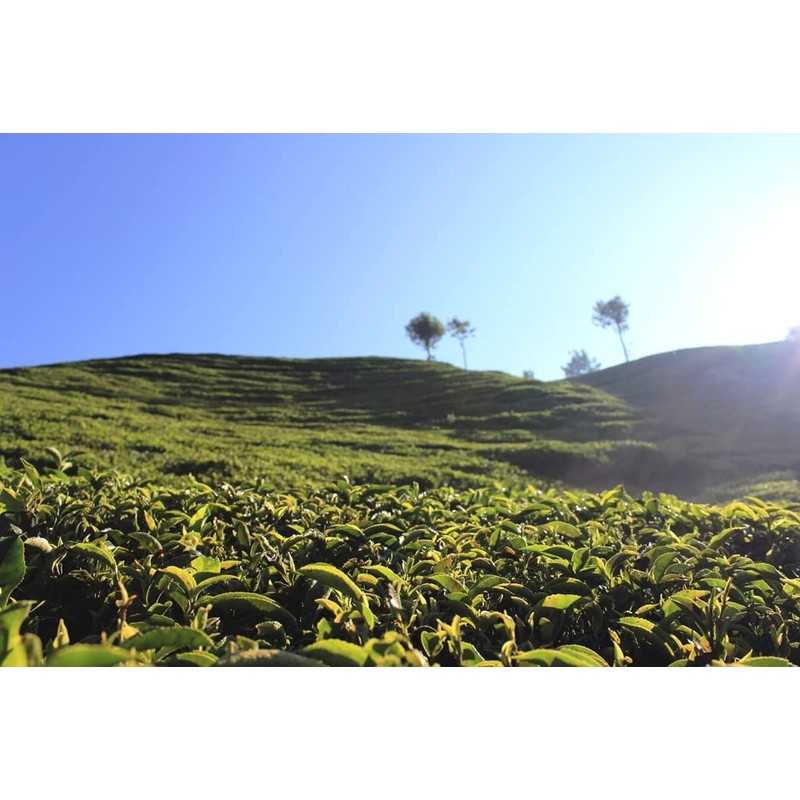 Billimalai FOP SOUTH INDIA TEA HOUSE Nilgiri Tea Leaf