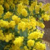 Seed-Top 100 Seeds Acacia Silver Wattle Yellow Mimosa Fresh