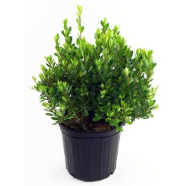 Azalea 'Blaauw's Pink' (Azalea) Shrub, salmon pink, #3 - Size Container