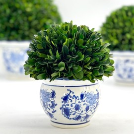 Galt International 7" Naturally Preserved Real Boxwood Ball in Hand-Painted Blue & White Round Bulb China Pot Planter Green Indoor Plant Home Decor (Small 7" Tall Topiary)